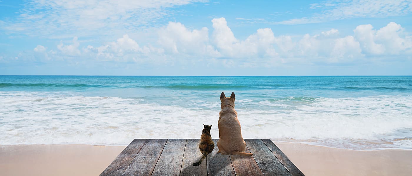 夏競馬では、来年のダービー馬を発見しよう！